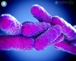 Legionella Bacteria