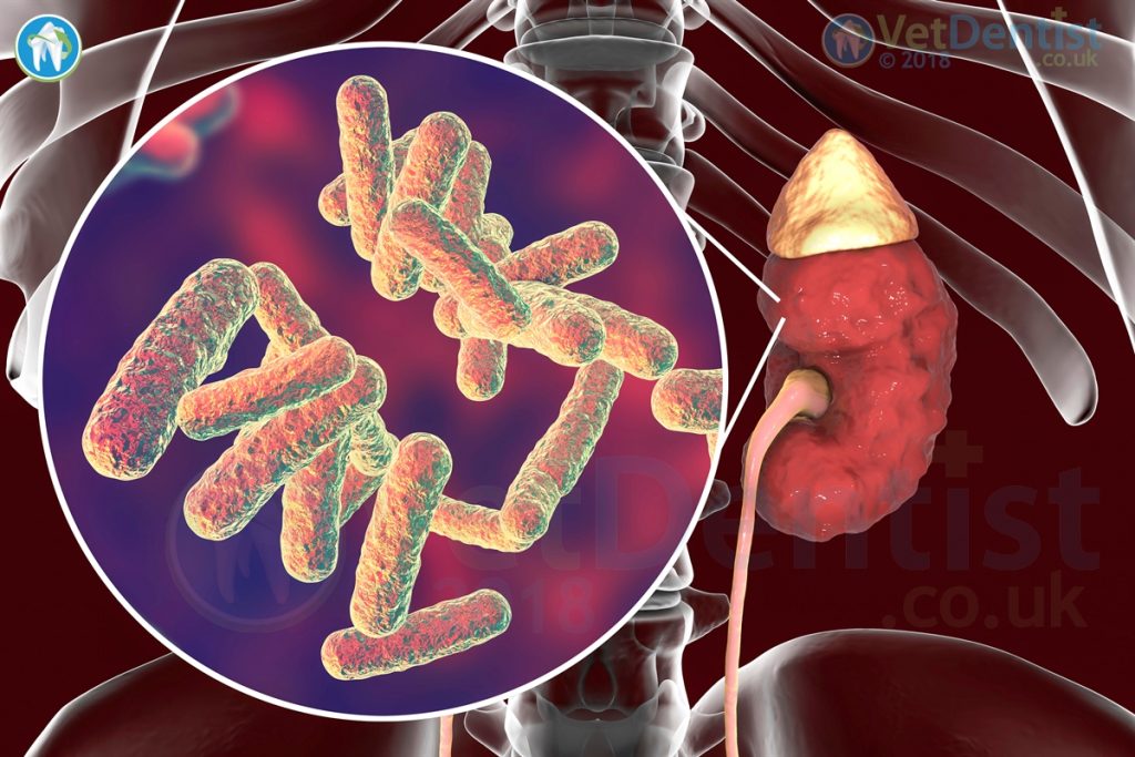 Pseudomonas Renal Infection